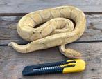 Koningspython man banana DH clown/genetic stripe, Dieren en Toebehoren, Reptielen en Amfibieën