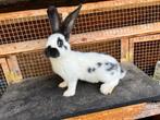Lapins papillon, Dieren en Toebehoren, Konijnen