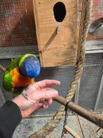 4 jonge lori van de blauwebergen, Dieren en Toebehoren, Vogels | Parkieten en Papegaaien