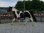 Chique zangersheide merrie barock pinto, Dieren en Toebehoren, Paarden, Merrie, B, Gechipt, 3 tot 6 jaar