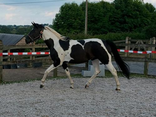 Chique zangersheide merrie barock pinto, Dieren en Toebehoren, Paarden, Merrie, B, 160 tot 165 cm, 3 tot 6 jaar, Met stamboom