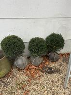 Taxus baccata, Tuin en Terras, Ophalen, Taxus