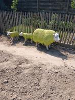 Schapen, Dieren en Toebehoren, Schapen, Geiten en Varkens