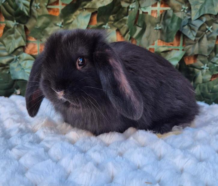 Franse hangoor ram ingeënt, Animaux & Accessoires, Lapins, Grand, Oreilles tombantes