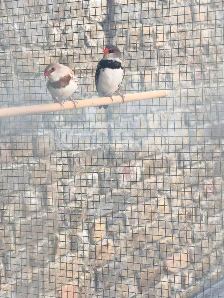 Koppel diamantvinken/diamant astrilde, Dieren en Toebehoren, Vogels | Overige Vogels, Tropenvogel, Meerdere dieren