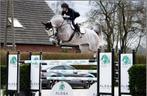 Heel goed springpaard gezocht, Cheval de saut