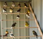 Gloster kanaries, Dieren en Toebehoren, Meerdere dieren, Postuurkanarie