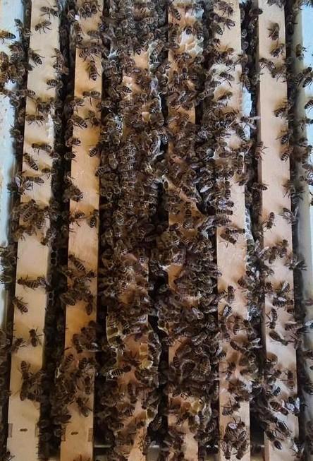 Carnica Bijenvolk met Koningin 2025 (Simplex), Dieren en Toebehoren, Insecten en Spinnen, Bijen