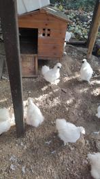 Coqs soie nains pure race à donner, Animaux & Accessoires, Poule ou poulet, Mâle