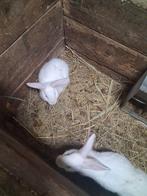 Witte van dendermonde, Mâle, Taille moyenne, 0 à 2 ans