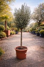 Olijfboom Olea Europaea, Tuin en Terras, Ophalen, Olijfboom