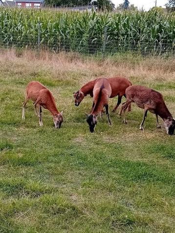 Mooie moeflon schapen beschikbaar voor biedingen