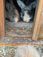 Konijntjes, Plusieurs animaux, Nain, 0 à 2 ans