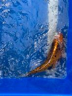 Koi, Dieren en Toebehoren, Vissen | Vijvervissen, Karper of Koi