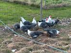 Brakel hoen, Dieren en Toebehoren