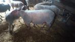 Zware schaap bok/ram, Dieren en Toebehoren, Schaap