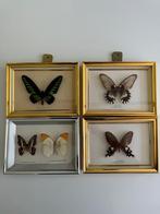 4 kaders met opgezette vlinders, Collections, Collections Animaux, Insecte, Enlèvement, Utilisé, Animal empaillé