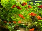 Fel oranje platy's, Dieren en Toebehoren, Vis, Zoetwatervis, Schoolvis