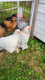Cochin kriel koppel, Dieren en Toebehoren, Meerdere dieren, Kip
