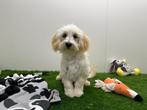 Maltipoo puberpups - champagne kleur, België, 15 weken tot 1 jaar, CDV (hondenziekte), Meerdere
