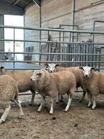 6 prachtige jonge kweek ooien schapen, Vrouwelijk, Schaap