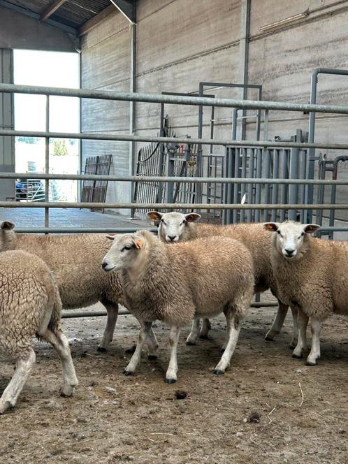 6 prachtige jonge kweek ooien schapen, Dieren en Toebehoren, Schapen, Geiten en Varkens, Schaap, Vrouwelijk