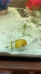 4 appelslaken, Dieren en Toebehoren, Vissen | Aquariumvissen, Slak of Weekdier, Zoetwatervis, Schoolvis