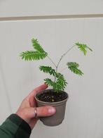 Perzische Slaapboompjes/Albizia, Ophalen, Nieuw