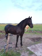 Ruin te koop, Dieren en Toebehoren, Paarden, Onbeleerd, Springpaard, Gechipt, Ruin