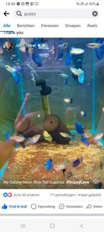 Gezocht blauwe guppys, Animaux & Accessoires, Poissons | Poissons d'aquarium