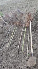 2 x Acer Campestre Érable champêtre +8 CM. Carotte nue. 30€/, Jardin & Terrasse, Plantes | Arbres, Enlèvement ou Envoi, Arbre à bulbes