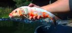 Japanse Koi Doitsu Kikusui 37cm, Dieren en Toebehoren