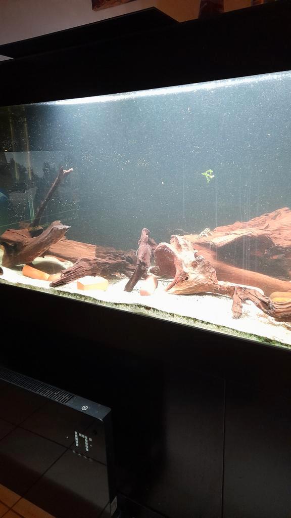 Aquarium de 2 m avec disques, Animaux & Accessoires, Reptiles & Amphibiens | Accessoires, Enlèvement