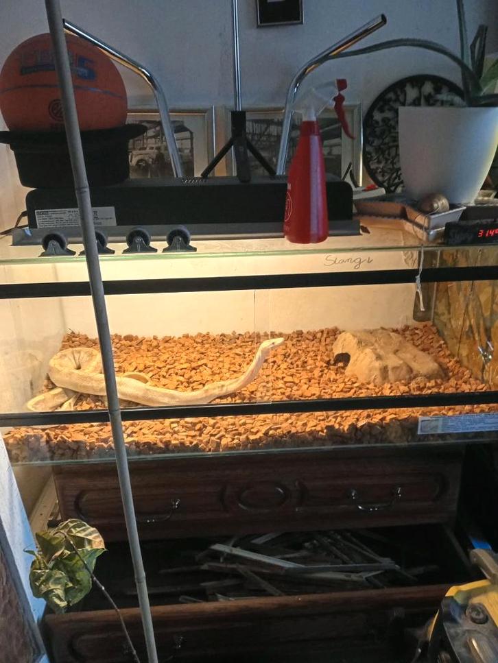 Python Regius 0.1, Animaux & Accessoires, Reptiles & Amphibiens, Serpent, 3 à 6 ans, Avec terrarium, Domestique