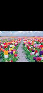 Zoek een marokkaanse of arabische dame