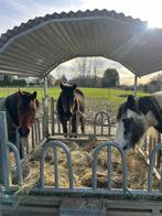 Weide plekje te Overijse, Dieren en Toebehoren, Weidegang