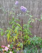 Vlinderstruik die mooie, paarse bloemen geeft, Tuin en Terras, Planten | Tuinplanten, Ophalen of Verzenden, Zomer