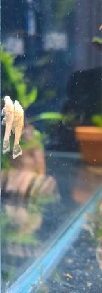 Albino borstelneus plecos, Vis, Zoetwatervis, Schoolvis