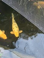 Koi Shiro Utsuri I  50 cm, Dieren en Toebehoren, Vissen | Vijvervissen