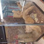 Terrarium, Dieren en Toebehoren, Reptielen en Amfibieën | Toebehoren, Ophalen, Gebruikt