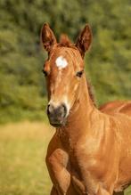 Merrie veulen quarter, Dieren en Toebehoren, Paarden, Merrie, Minder dan 160 cm, Gechipt, Niet van toepassing