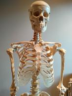 Anatomisch skelet, Diversen, Schoolbenodigdheden, Ophalen, Zo goed als nieuw
