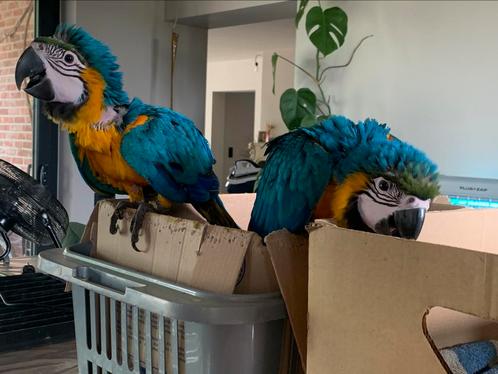 Blauw gele ara’s, Dieren en Toebehoren, Vogels | Parkieten en Papegaaien, Geringd