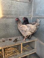 Legkippen bleu des landes, Dieren en Toebehoren, Pluimvee