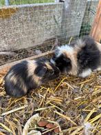 cavia, Animaux & Accessoires, Rongeurs, Cobaye
