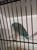 Forpus sperling coelestis, Dieren en Toebehoren, Vogels | Parkieten en Papegaaien