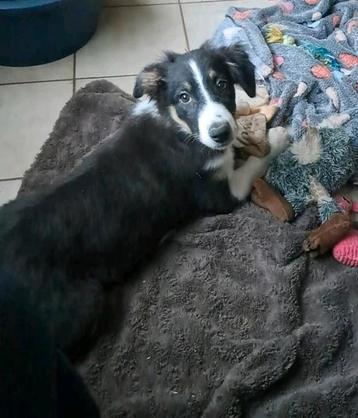 Lieve border collie pup teefje op boerderij ouders aanwezig beschikbaar voor biedingen