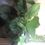 Planten, Tuin en Terras, Planten | Tuinplanten, Halfschaduw, Ophalen, Overige soorten, Bloeit niet