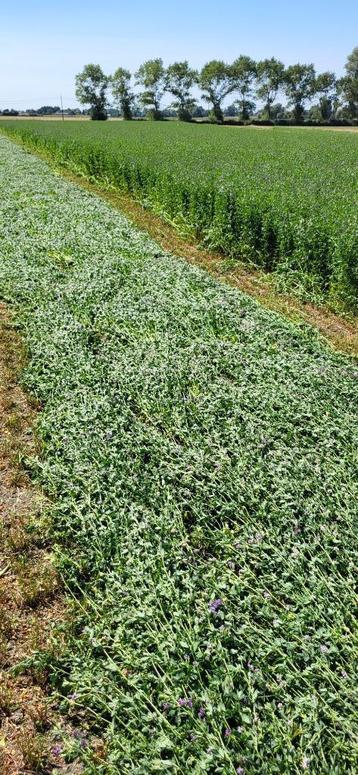 Luzerne gesneden  beschikbaar voor biedingen