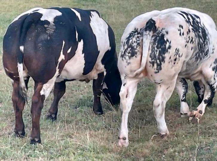 Hoevetje, fermette, huis met weide, Tickets en Kaartjes, Recreatie | Dierentuinen